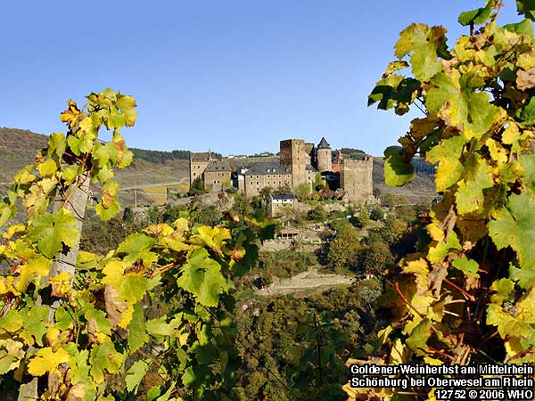 Goldener Weinherbst am Mittelrhein an der Schönburg bei Oberwesel am Rhein